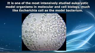 AP Biology  Saccharomyces Cerevisiae [upl. by Thema]