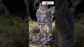 Expert Hunter Meet the elusive lynx cat LynxFacts WildlifeWonders AnimalLovers NatureNerds Cat [upl. by Kenzie88]