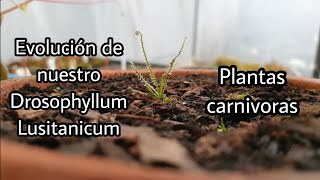 Drosophyllum lusitanicum  Primeros 30 días [upl. by Golliner]