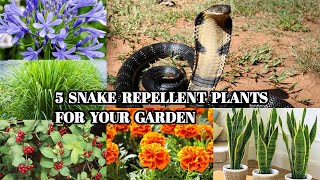 5 SNAKE REPELLENT PLANTS FOR GARDEN [upl. by Alebasi139]