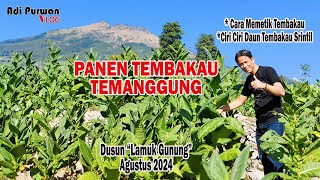 Ternyata Begini  Ciri Ciri Daun Tembakau Srintil  Panen Tembakau Srintil Temanggung Agustus 2024 [upl. by Torhert]