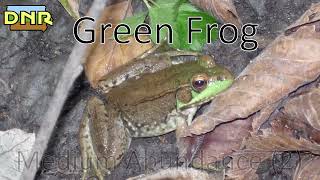 Green Frog Calls Iowa DNR [upl. by Ielarol]