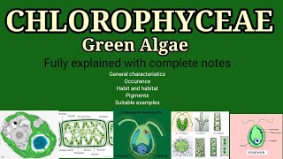 General characteristics of chlorophyceae l Chlorophyceae green Algae l chlorophyceae Bsc l year NEET [upl. by Granville123]