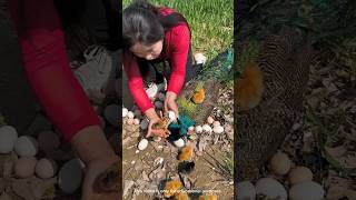 Why is this girl breaking the peacocks egg [upl. by Quintessa]