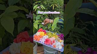 Flowers harvesting flowers Flowers mygarden harvesting gardening shortvideo ytshorts garden [upl. by Eesdnyl502]