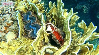 Bénitier et Huître perlière Pinctada margaritifera de mer rouge [upl. by Esinaj]