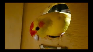 How To Candle A Fertile Bird Egg  Breeding Kakariki Parakeets [upl. by Kleon650]