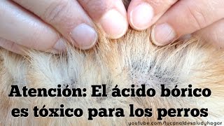 Ácido bórico Tóxico para los perros [upl. by Yahsan235]