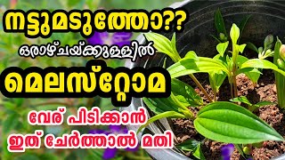 Jerabera plant care in malayalam [upl. by Derr555]