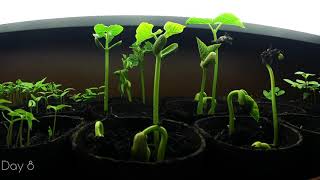 String Bean TimeLapse  6 days  Plant Growing [upl. by Gnilrac489]