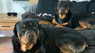 Life With Rottweilers 101 [upl. by Ylagam]