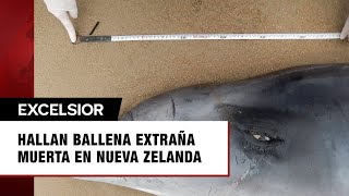 Aparece en Nueva Zelanda cadáver de la ballena más extraña del mundo [upl. by Coke763]