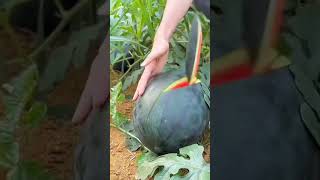 🍉Citrullus LanatusWatermelon yummy fruit fresh fruitcutting satisfying watermelon shorts fy [upl. by Ingar]