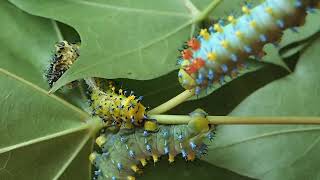 Moulted cecropia caterpillar fails to cast off its exuvia [upl. by Magen]