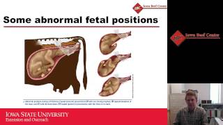 Calving Management in FirstCalf Heifers and Beef Cows [upl. by Kearney]