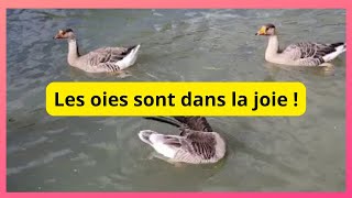 Les oies sen donnent à cœur joie dans la marre [upl. by Whitman]