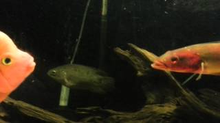 Crenicichla lugubris Red pike cichlid vs flowerhornb [upl. by Ekeiram]