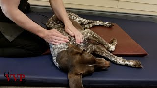 Canine Massage Technique Effleurage with more relaxed sleepy dogs [upl. by Enelegna]