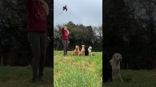 A bit of steadiness training in between the showers 🌧️ A double retrieve gundogtraining [upl. by Scever]