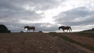 Chestnut Mare [upl. by Esihcoc]