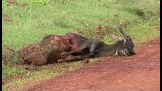 A Hyena eating a Wildebeest alive  Part 2 In Ngorogoro 鬣狗生啃活角馬  2 高清 [upl. by Ebehp]