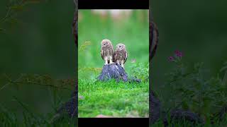 Taking a Peek at Burrowing Owl Chicks shortvideopet cute shorts animals [upl. by Laidlaw]