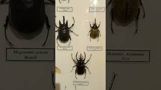 Collection of Tropical Beetles Scarabaeidae Coleoptera Awesome Dynastes Megasoma Nature Museum [upl. by Oner]