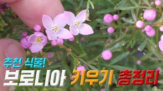 보로니아 키우기 🌸 보로니아 번식 🍊 보로니아 삽목 Boronia care [upl. by Siramay]