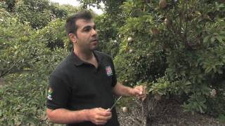 Sapodilla with the Tropical Fruit Growers of South Florida [upl. by Vina]