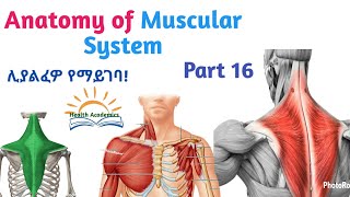 Anatomy of Muscular System Pectoral Girdle Muscles Helpful Video with Amharic Speech Part 16 [upl. by Eniamraj]