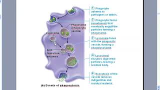 Chapter 21  NonSpecific Immunity [upl. by Ellenhoj]