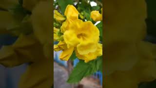 tecoma flower yellow eldergardenflowers flowers creative naturegardengirl natural flowers [upl. by Adamsun]