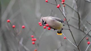 Cedar Waxwings HD Canon 7D [upl. by Salangi]