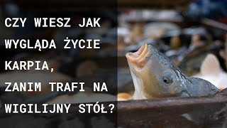 Zobacz co przechodzą karpie zanim trafią na wigilijny stół 😢 [upl. by Rhea]