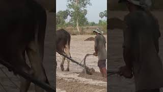 65k cow wow plow 4kvideo 4k किसान हल गाय [upl. by Secnirp641]