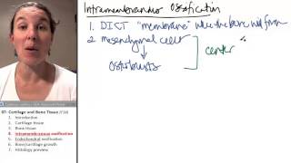 Bone  Cartilage 4 Intramembranous ossification [upl. by Nerret]