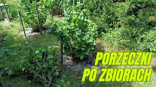 Jak zadbać o poprzeczki po zbiorach czyli cięcie nawożenie i podlewanie [upl. by Benis]