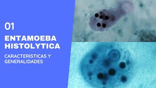 Entamoeba Histolytica 10 Parasitolgia  Amebas  Amebiasis intestinal [upl. by Retnyw]