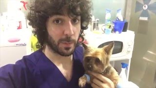 VETERINARIO ONLINE Capitulo 3 Feliz año 2016 y pancreatitis en perro [upl. by Carlin930]