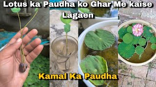 Lotus ka Paudha kaise Lagaen  Kamal ka Paudha  how to grow Lotus from seeds lotus plant from seed [upl. by Dickenson207]