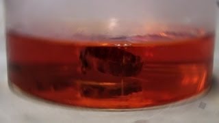 Gold Dissolves in Aqua Regia reaction only [upl. by Taka782]