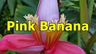 Pink Banana  Musa velutina  HD Video 06 [upl. by Akihsay]