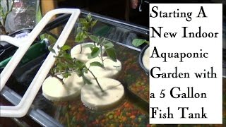 Starting an Indoor Aquaponic Garden in a 5 Gallon Fish Tank [upl. by Assira]