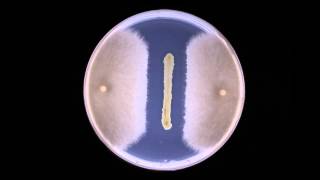 Biocontrol Fungal inhibition by bacteria  Timelapse [upl. by Sapphira]