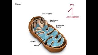 Beta oxidación de ácidos grasos en la mitocondria [upl. by Fong]