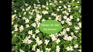 Våren är här [upl. by Madigan]