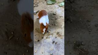 quotSirf 15 Din Mein Guinea Pig Ke Bacche Ka Itna Bada Surprisequot shortsvideo gunieapig rabbit [upl. by Dominy221]