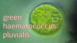 haematococcus pluvialis green [upl. by Aelegna]