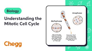 Understanding the Mitotic Cell Cycle  Biology [upl. by Norehc]