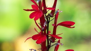 Lobelia cardinalis características y cuidados  Jardinatis  Decogarden [upl. by Namso]